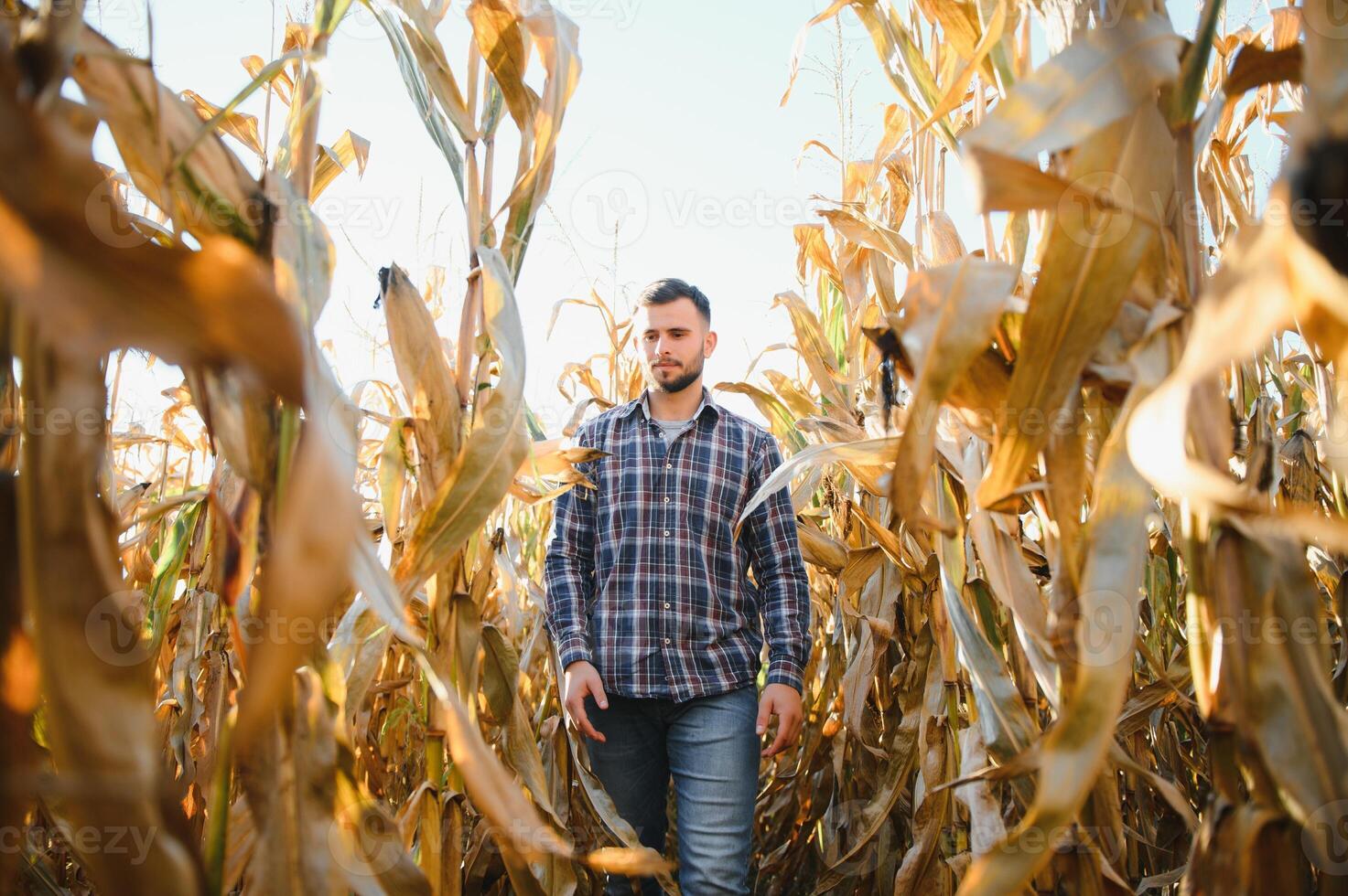 A man inspects a corn field and looks for pests. Successful farmer and agro business. photo