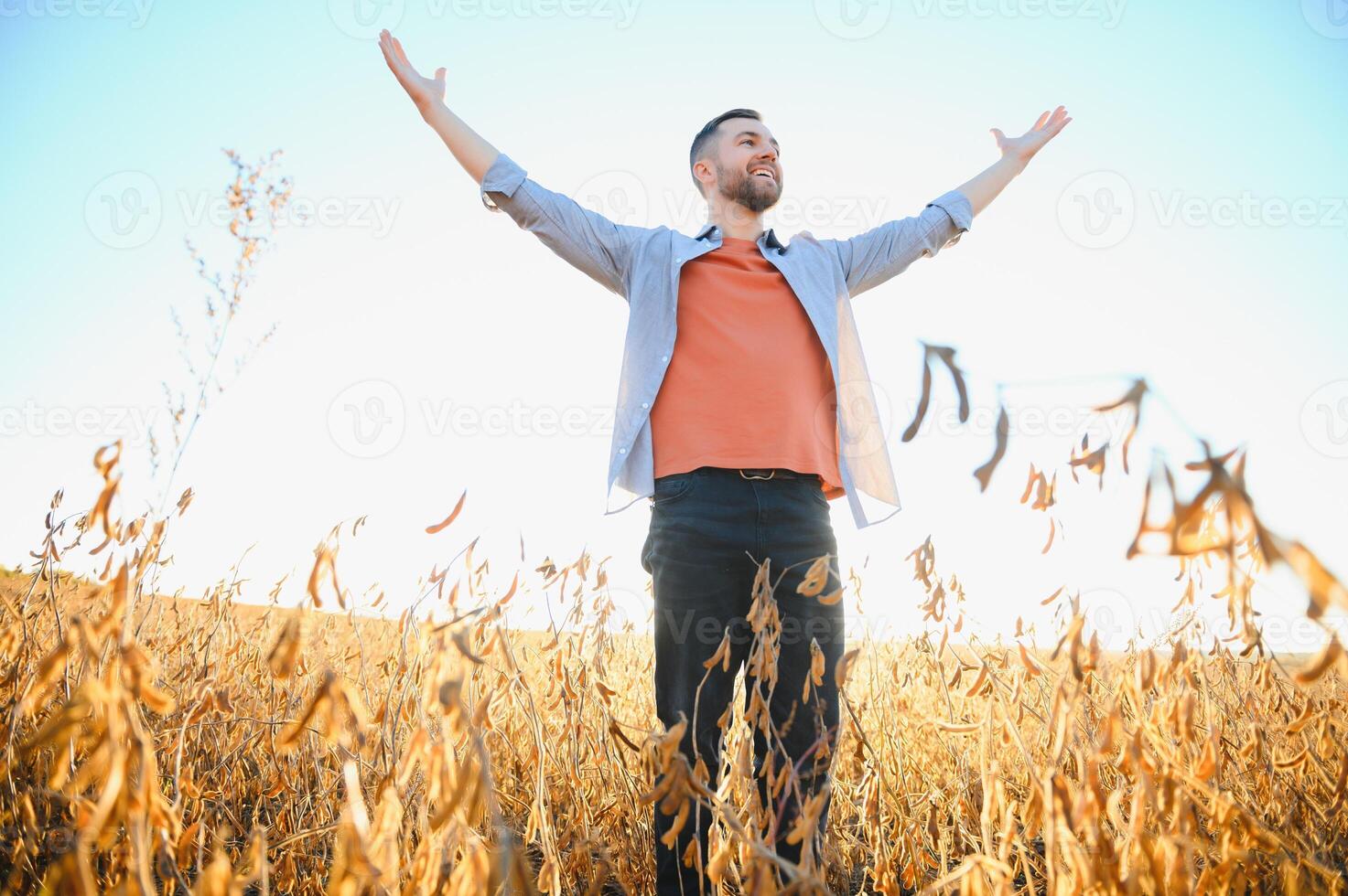 A farmer inspects a soybean field. The concept of the harvest photo
