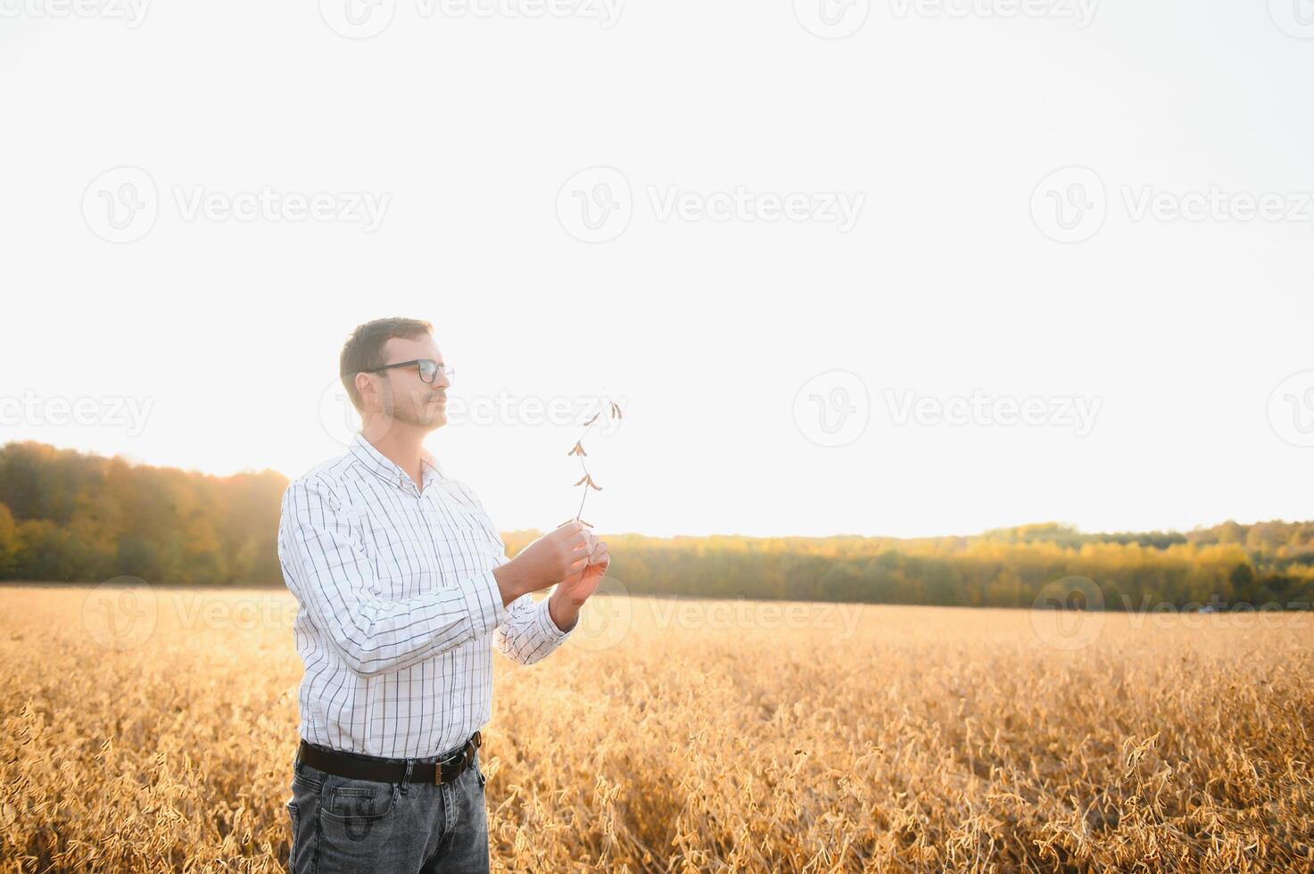 Portrait of farmer standing in soybean field examining crop at sunset. photo