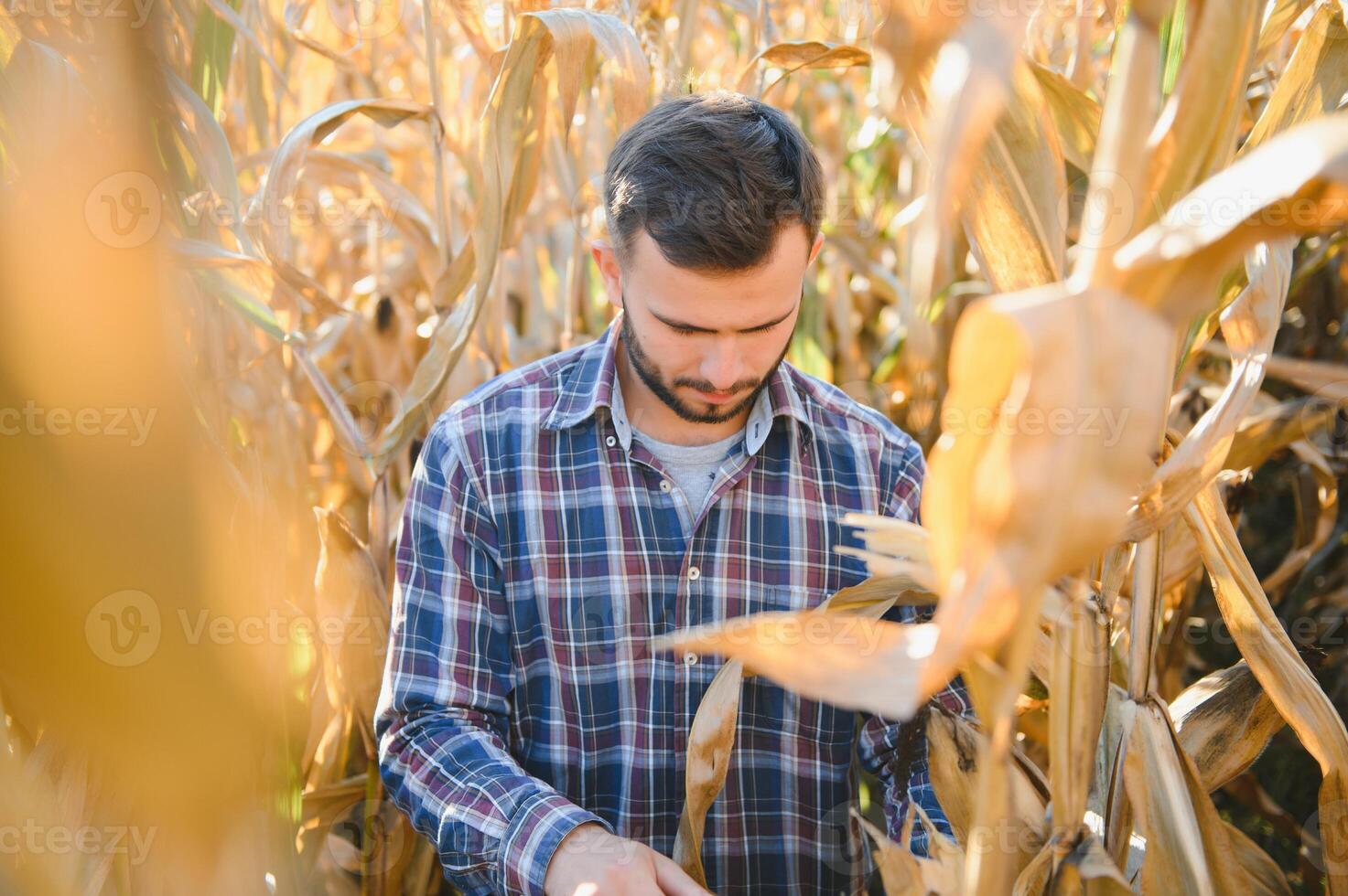 A man inspects a corn field and looks for pests. Successful farmer and agro business photo