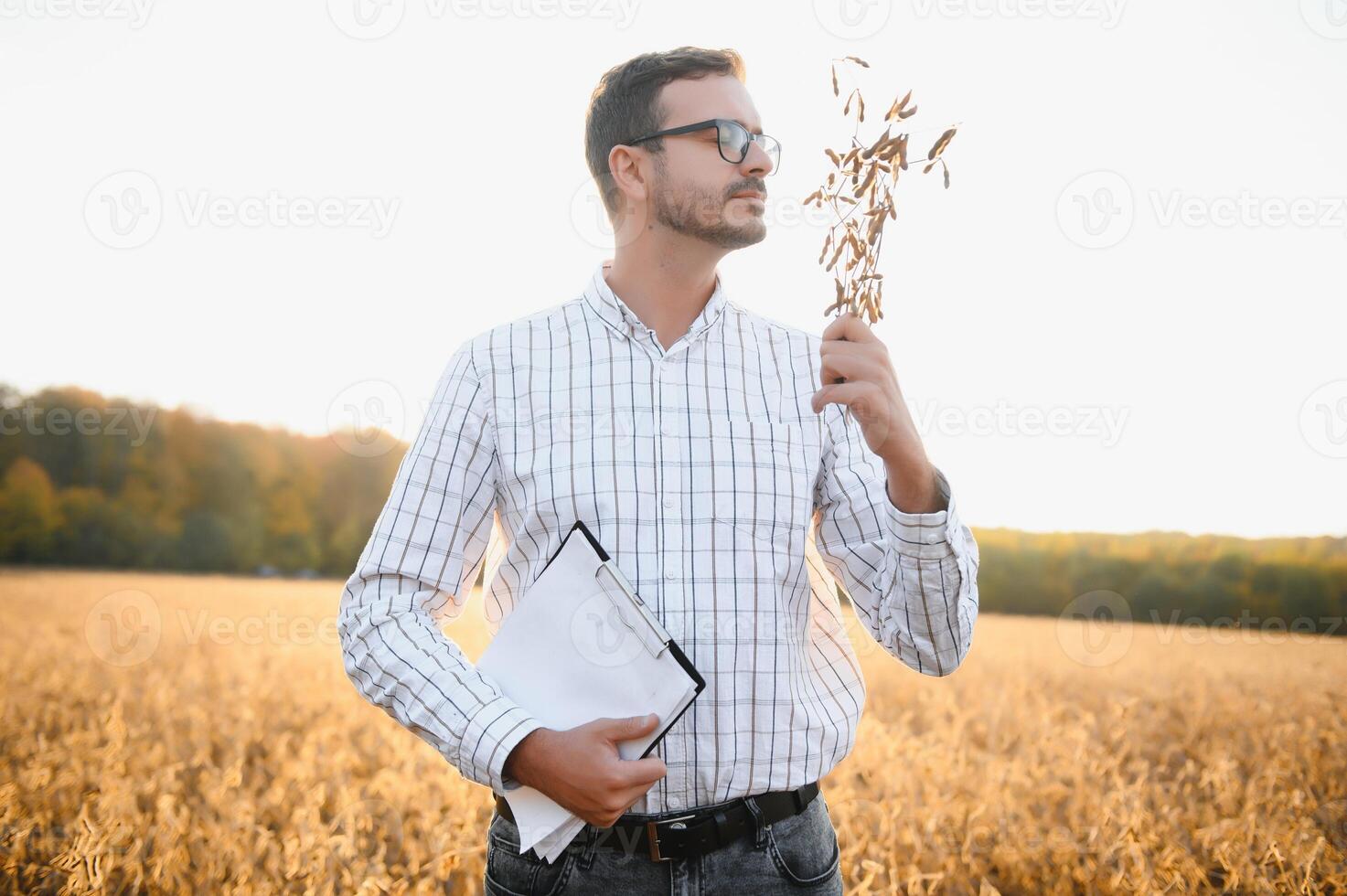 Farmer standing in soybean field examining crop at sunset. photo