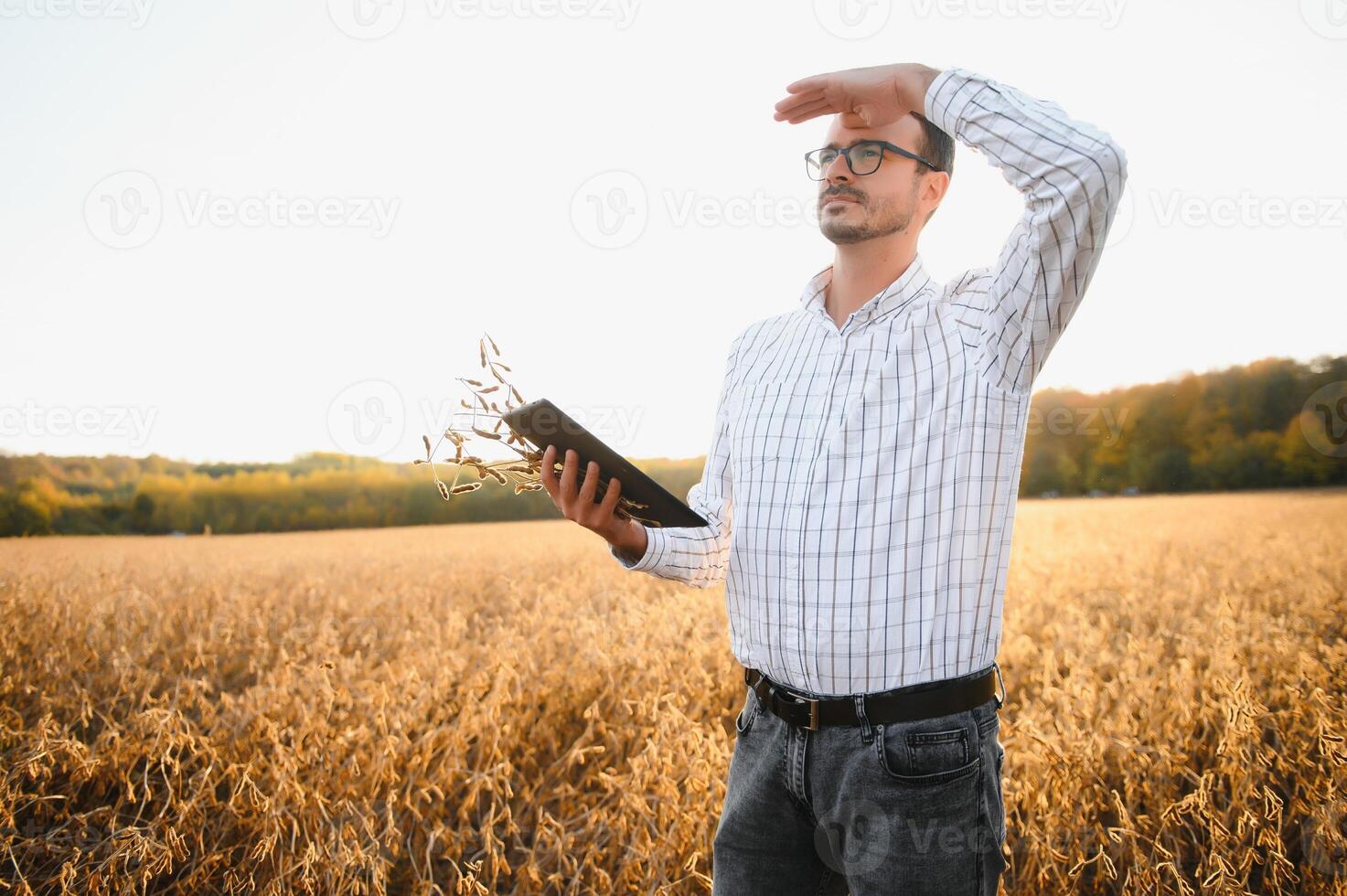 agronomist or farmer examining crop of soybeans field photo