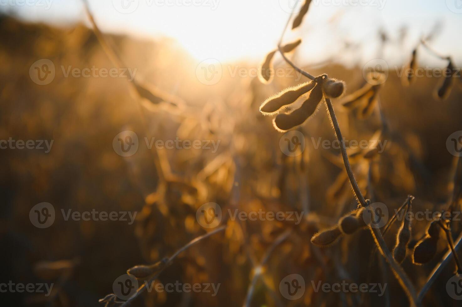 Ripe soybeans closeup, ready for harvest, shallow focus, agricultural background photo