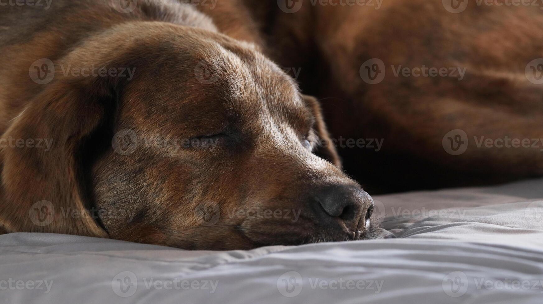 Close up shot Male Labrador mastiff sleeping on a bed photo