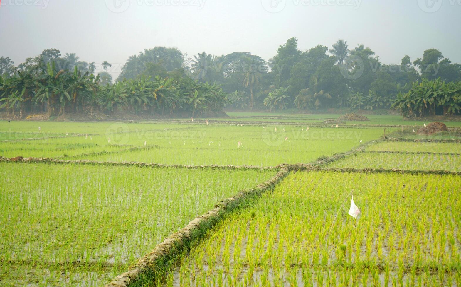 Village rice Cultivation in Winter Morning photo