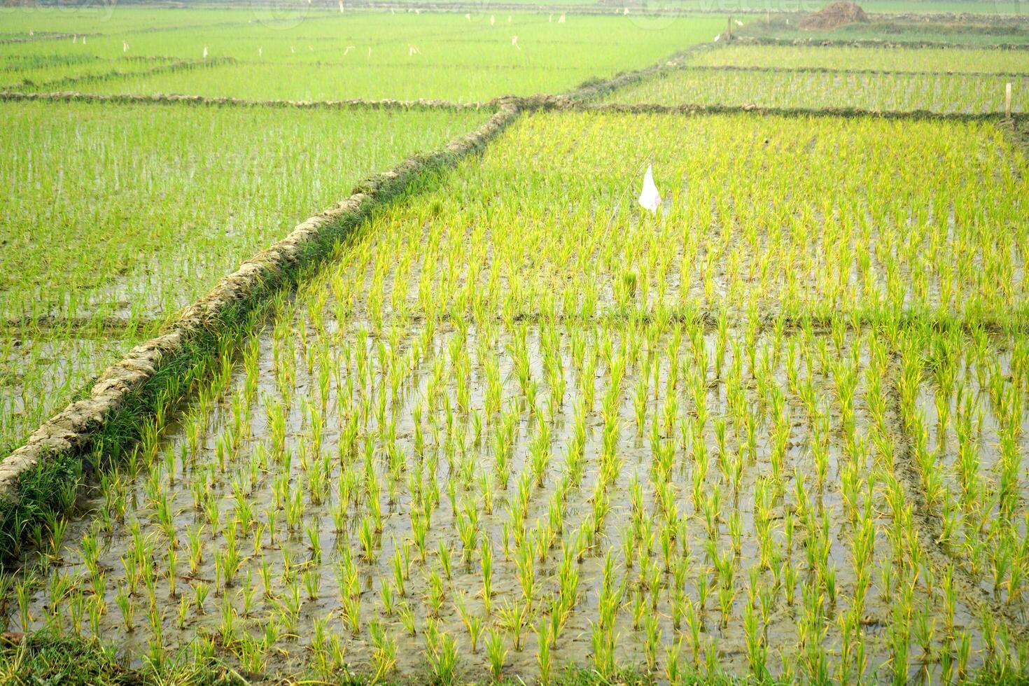New grown Plant in Rice Paddy Field photo