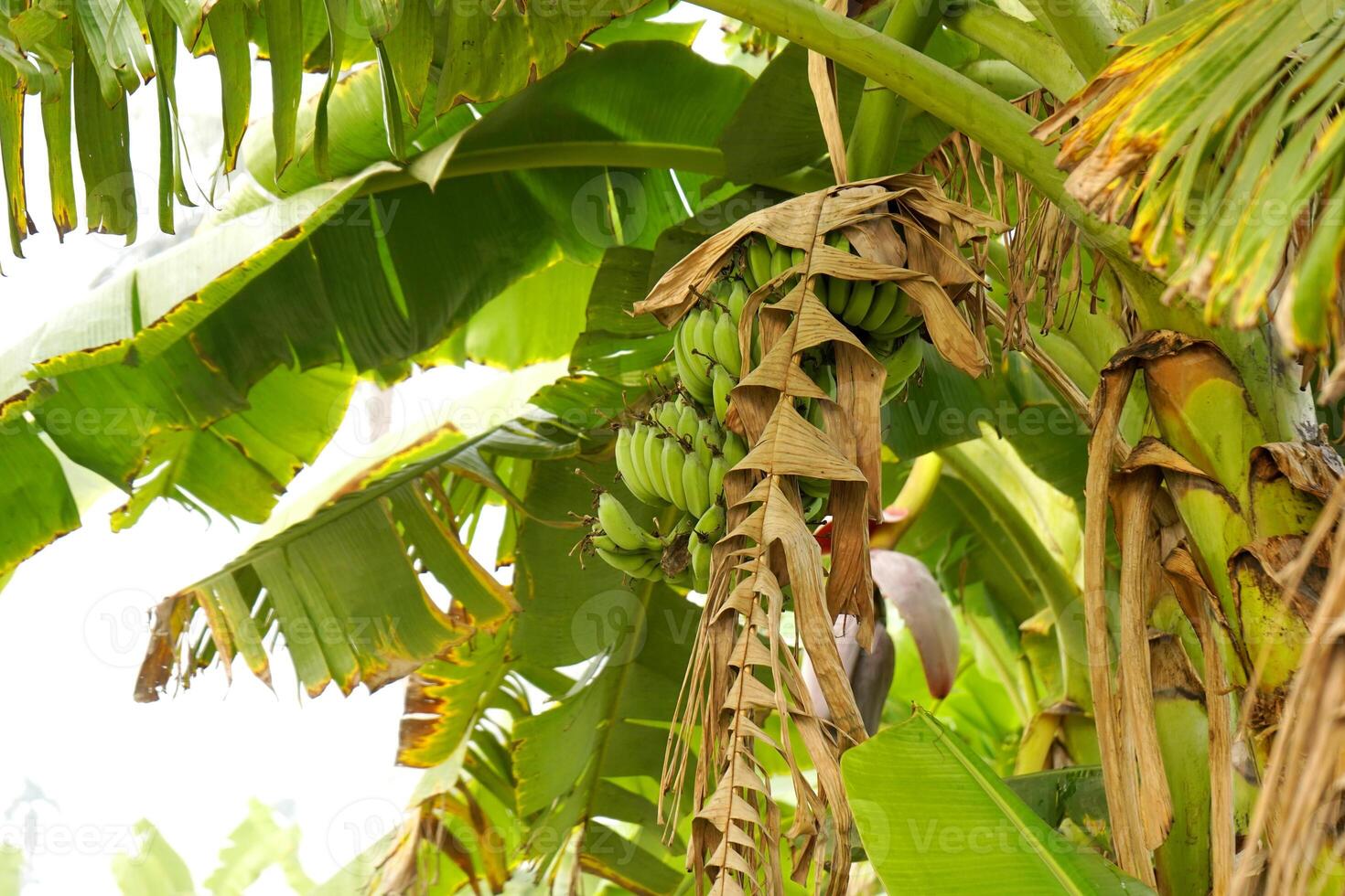 Raw green banana in Banana Plant photo