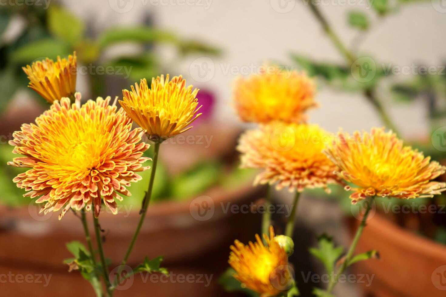 Amazing Yellow Nature Flowers In The Sunny Day Garden photo