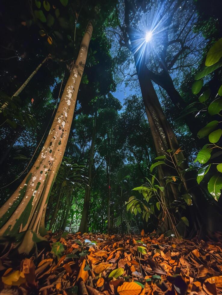 sunlight filtering through the leaves of tall giant trees in a dense forest photo