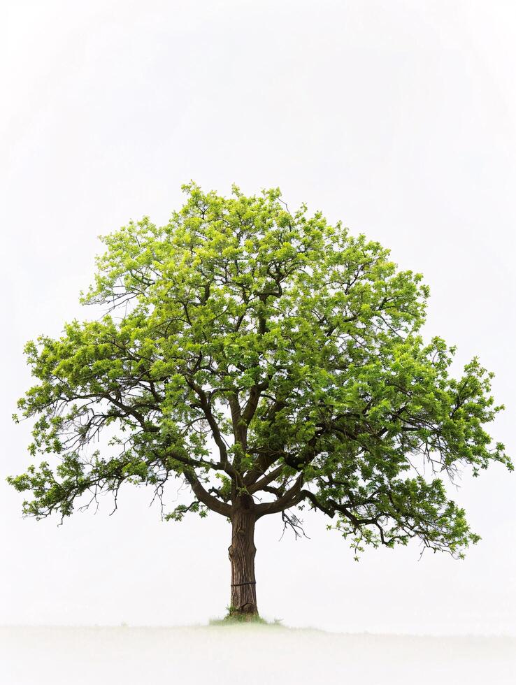 different types of tree isolated on a solid white background photo
