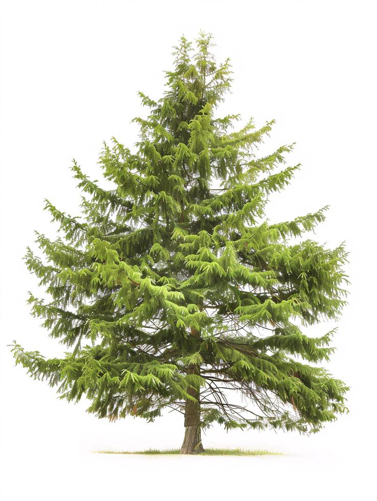 different types of tree isolated on a solid white background photo