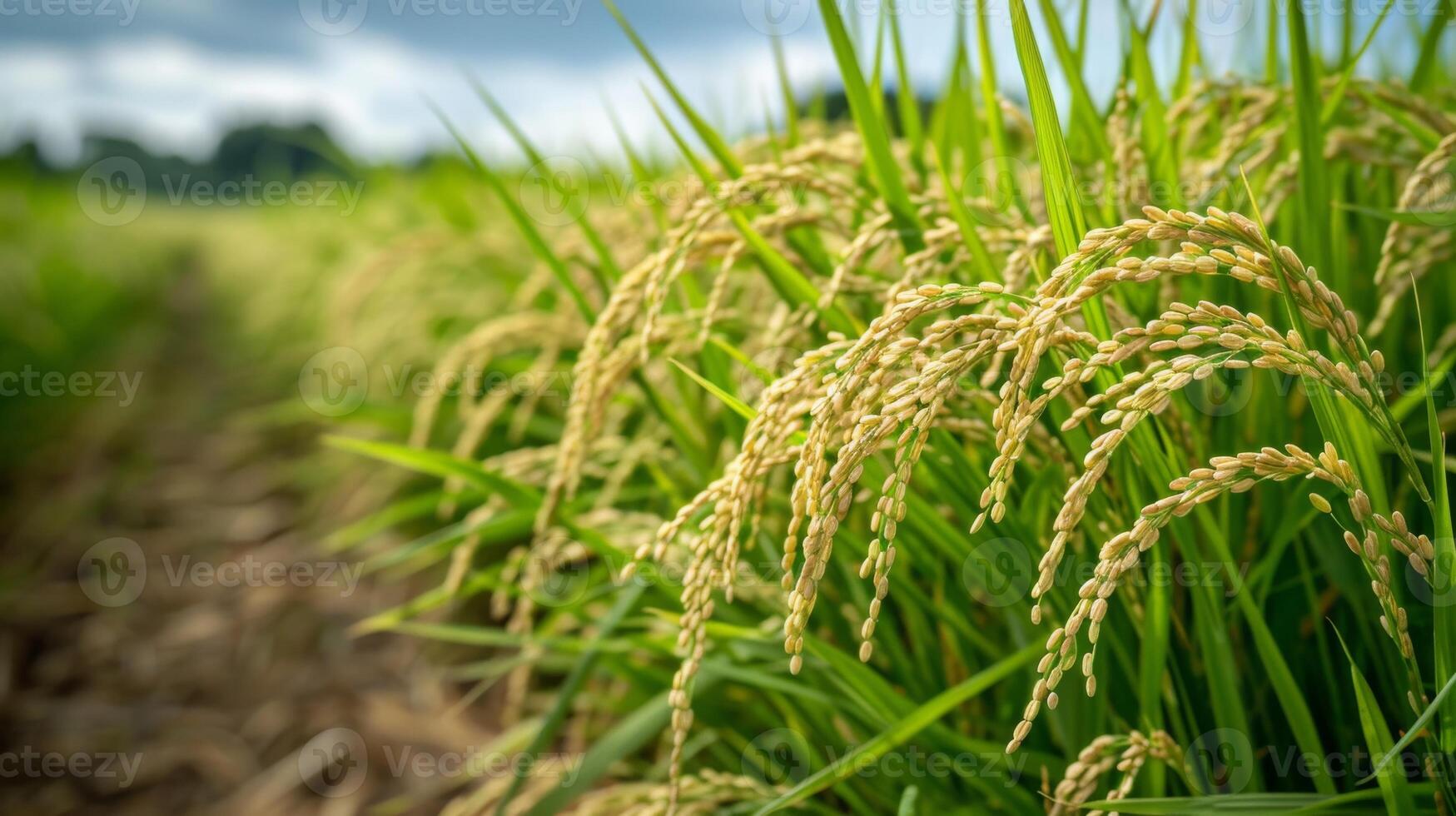 Golden Rice Grains Ripening in a Verdant Paddy Field Under Cloudy Skies in Late Summer photo
