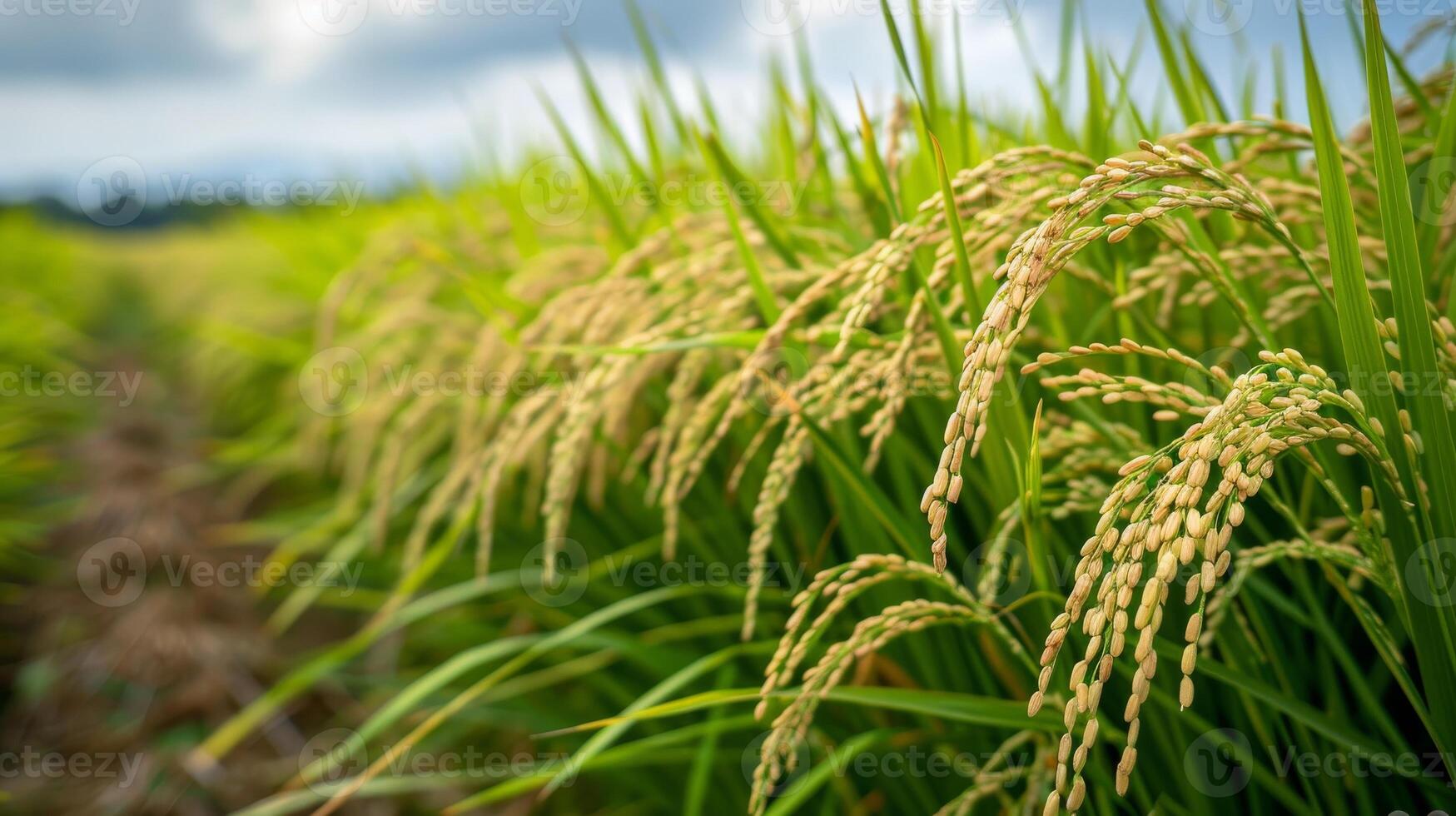 Golden Rice Grains Ripening in a Verdant Paddy Field Under Cloudy Skies in Late Summer photo