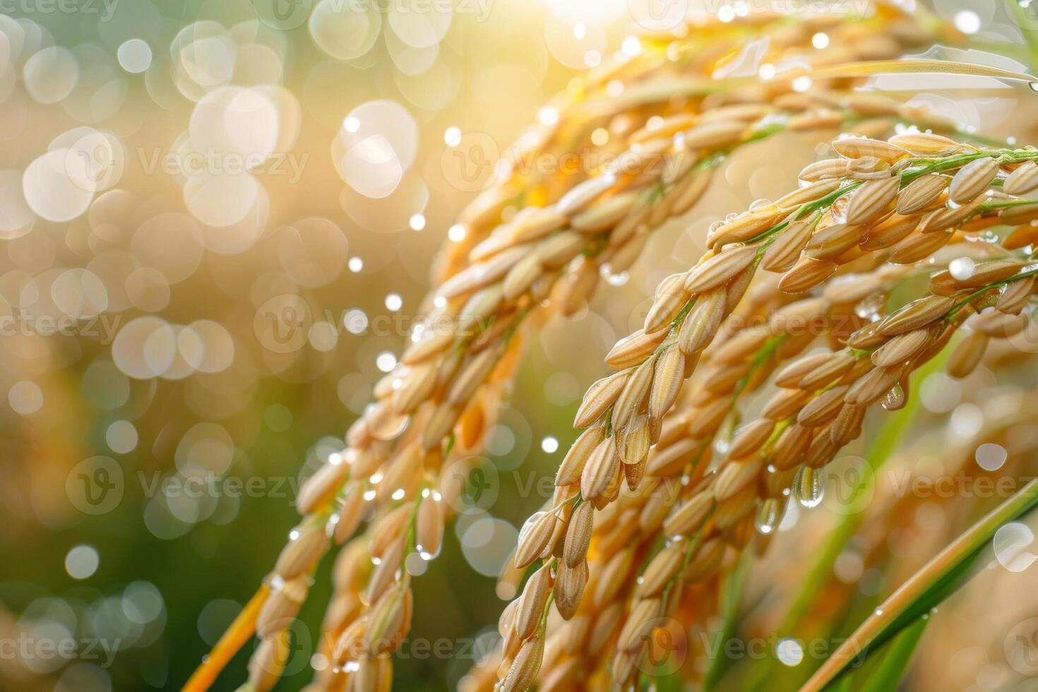Golden Rice Crops in a Lush Green Field photo