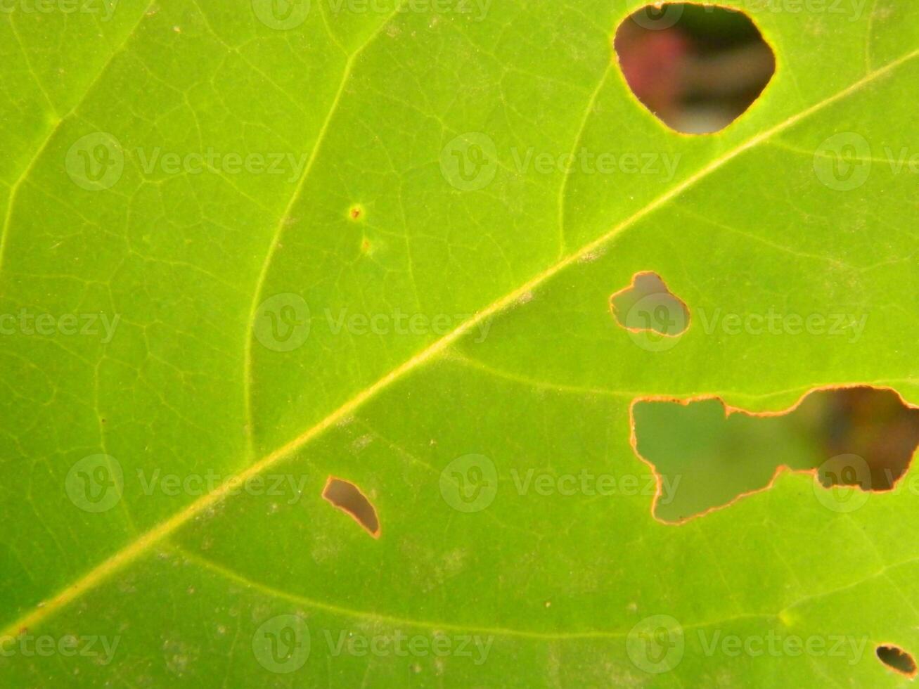 Extreme close-up macro photo of wild green plants that live in urban areas