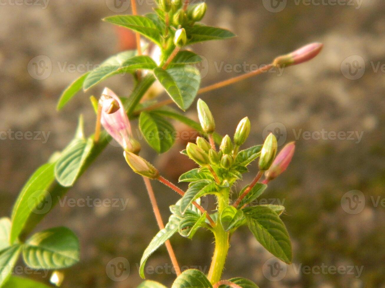 Extreme close-up macro photo of wild green plants that live in urban areas