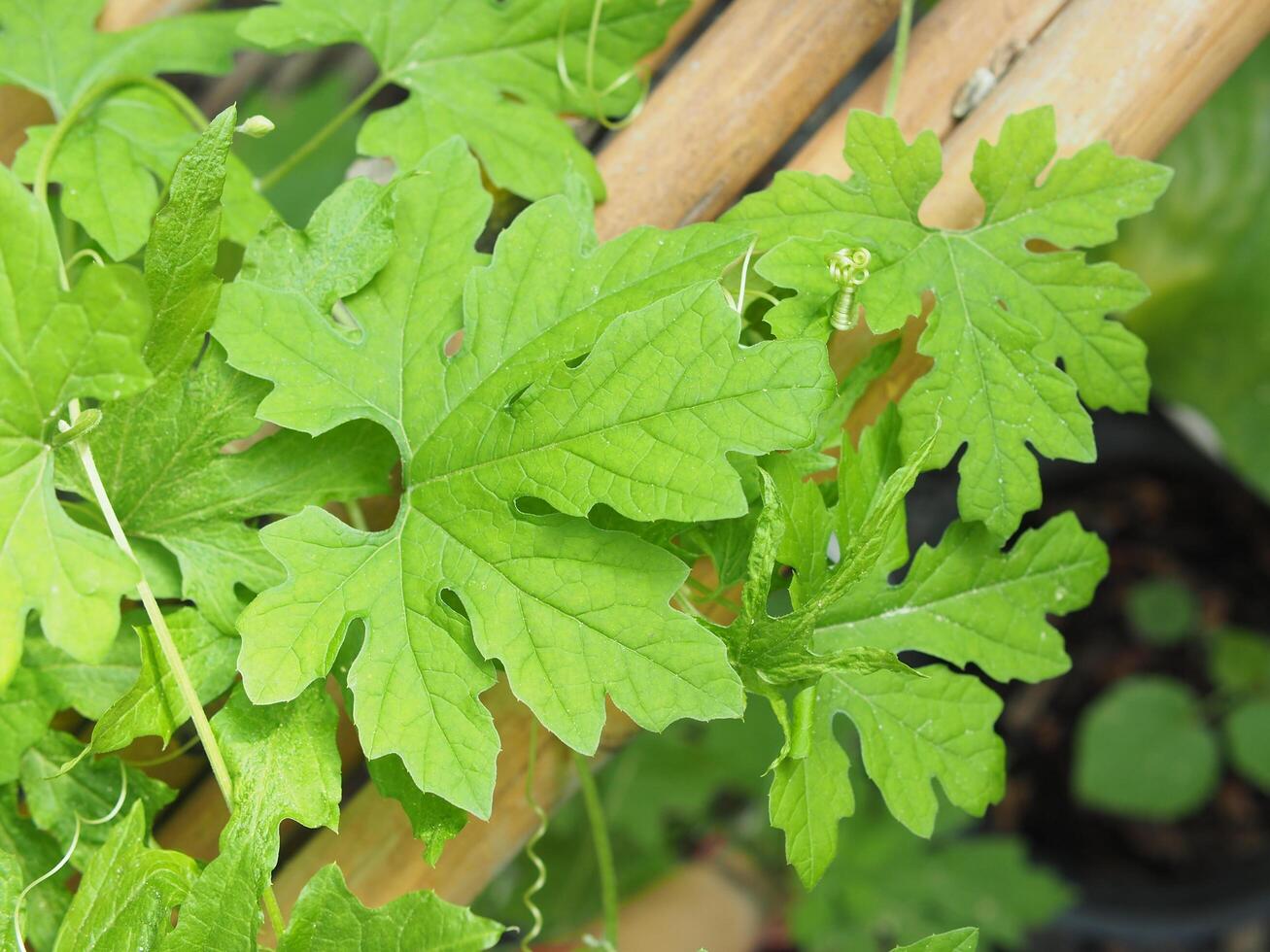 bitter melon leave in graden grow on bamboo photo