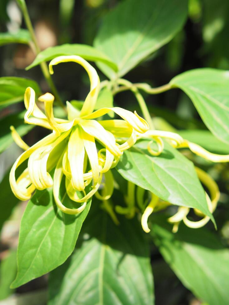 ylang ylang flower on tree and great smail by oil photo