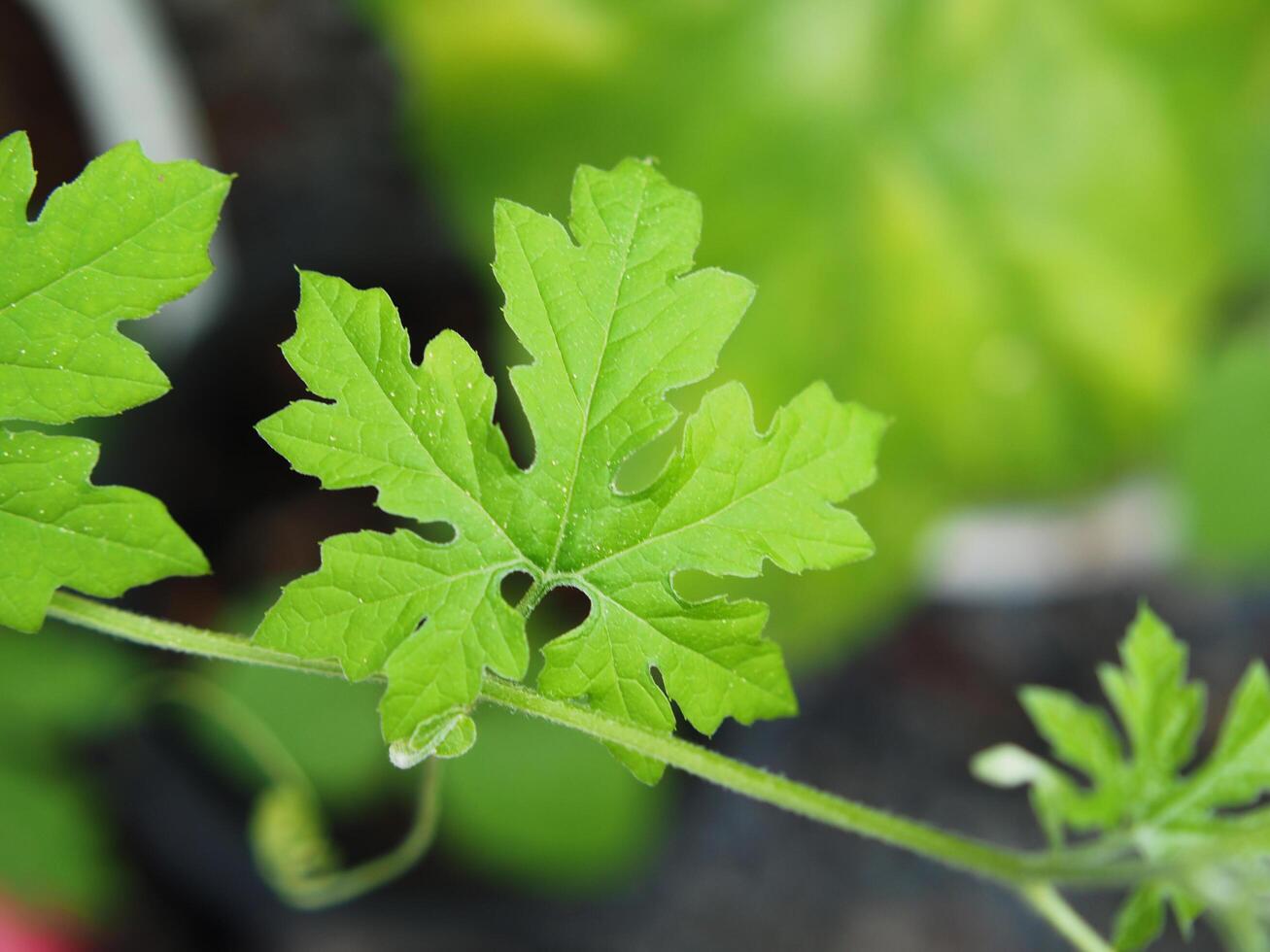 bitter melon leave in graden grow on bamboo photo
