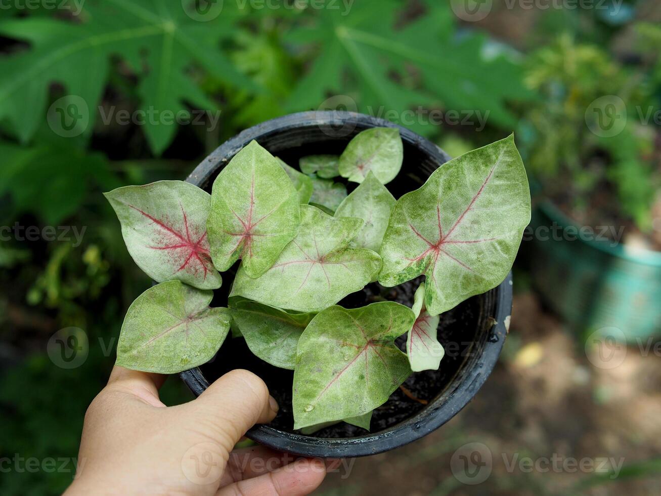 caladium bicolor in nature pot garden and bueatyful plants photo
