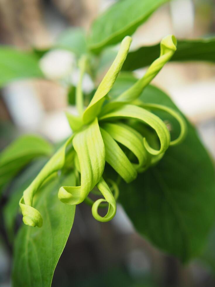 ylang ylang flower on tree and great smail by oil photo