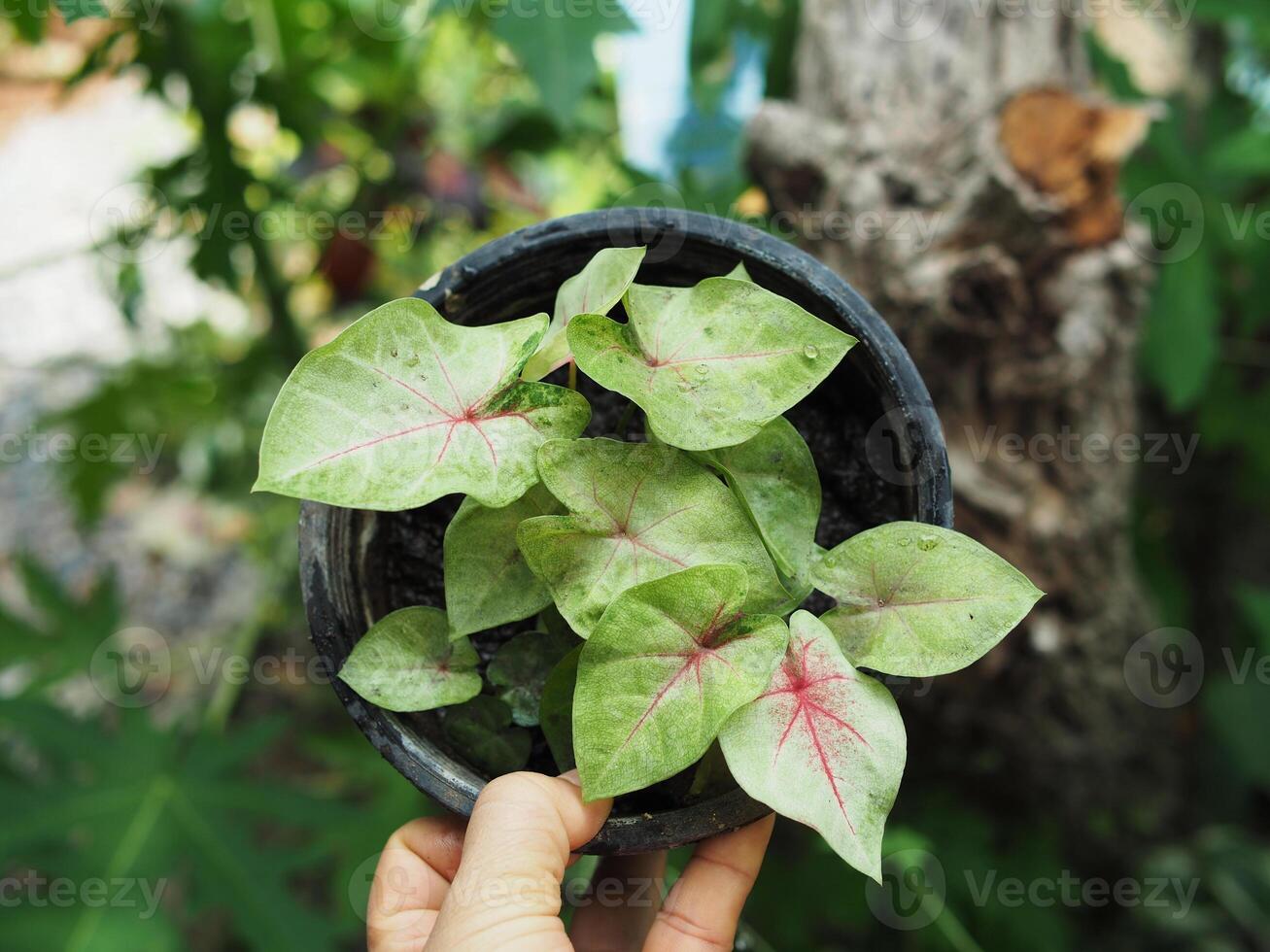 caladium bicolor in nature pot garden and bueatyful plants photo