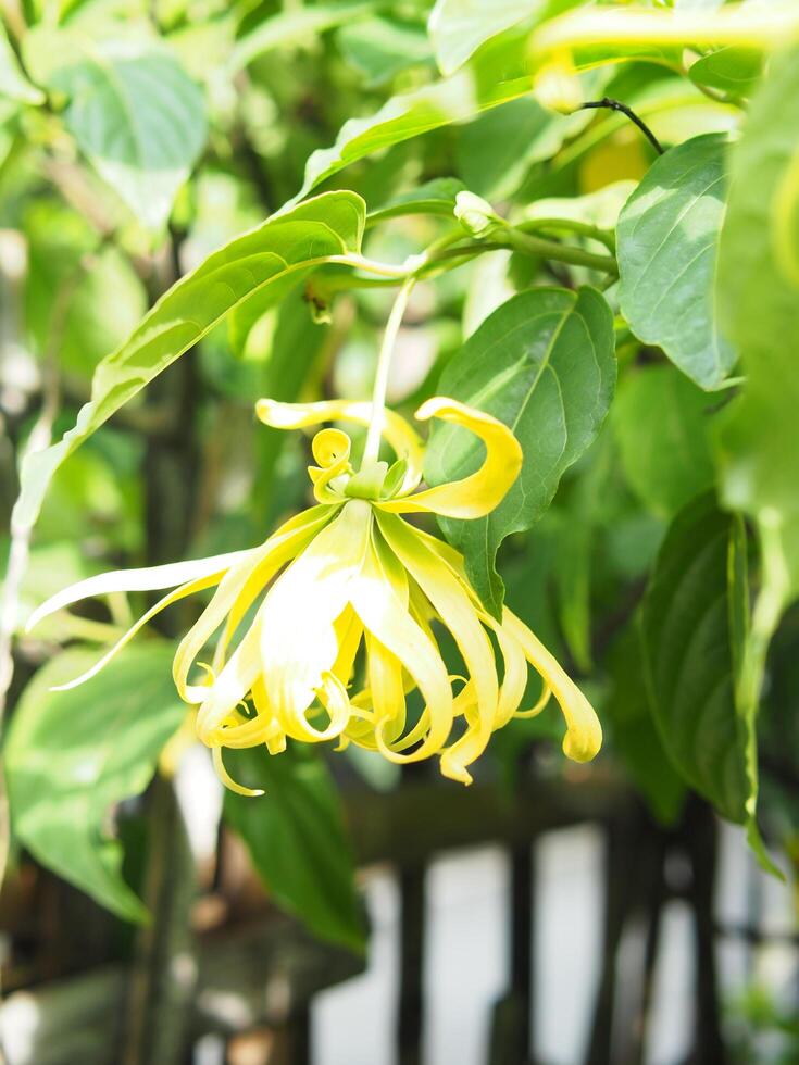 ylang ylang flower on tree and great smail by oil photo