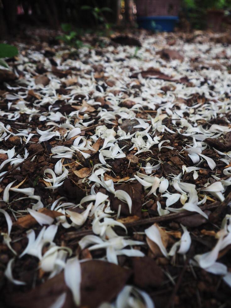 white jasmine and falling on ground great background photo