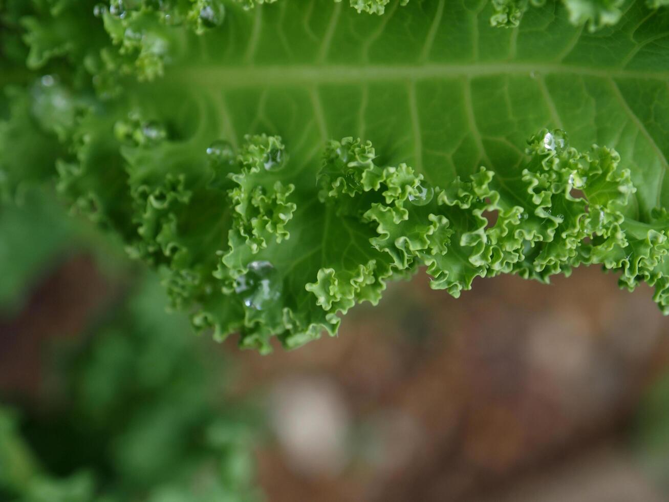 kale vegetable green leaf garden photo