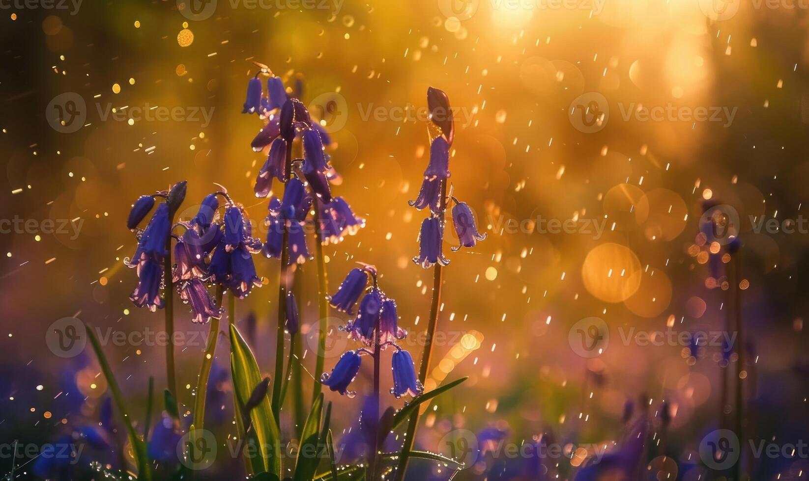 Bluebells under the rain with bokeh light photo