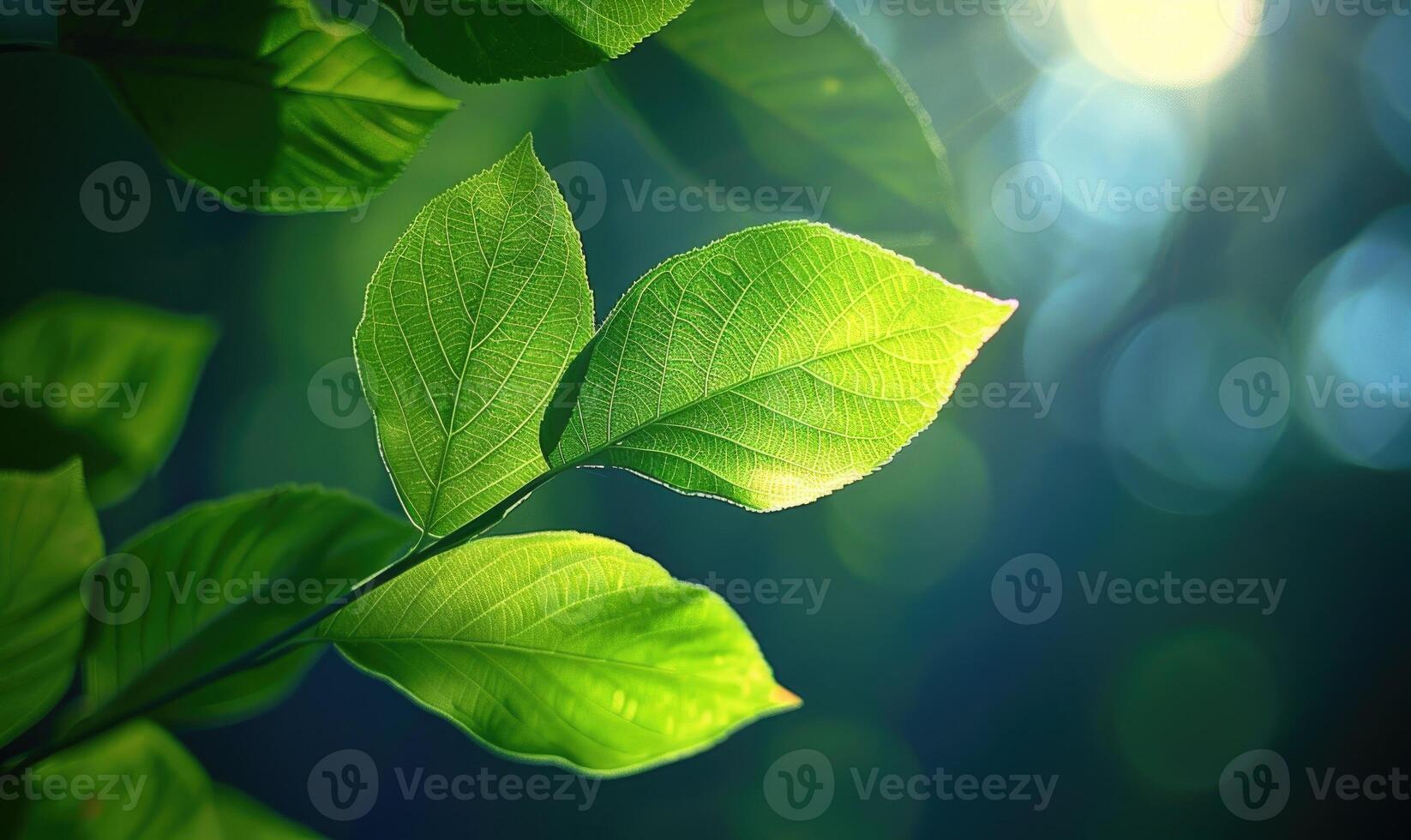 Green leaves closeup view, bokeh background photo