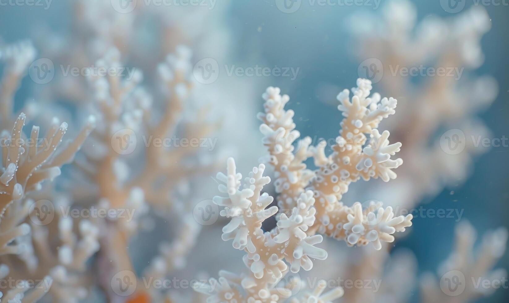 Coral bleaching due to pollution and rising sea temperatures photo
