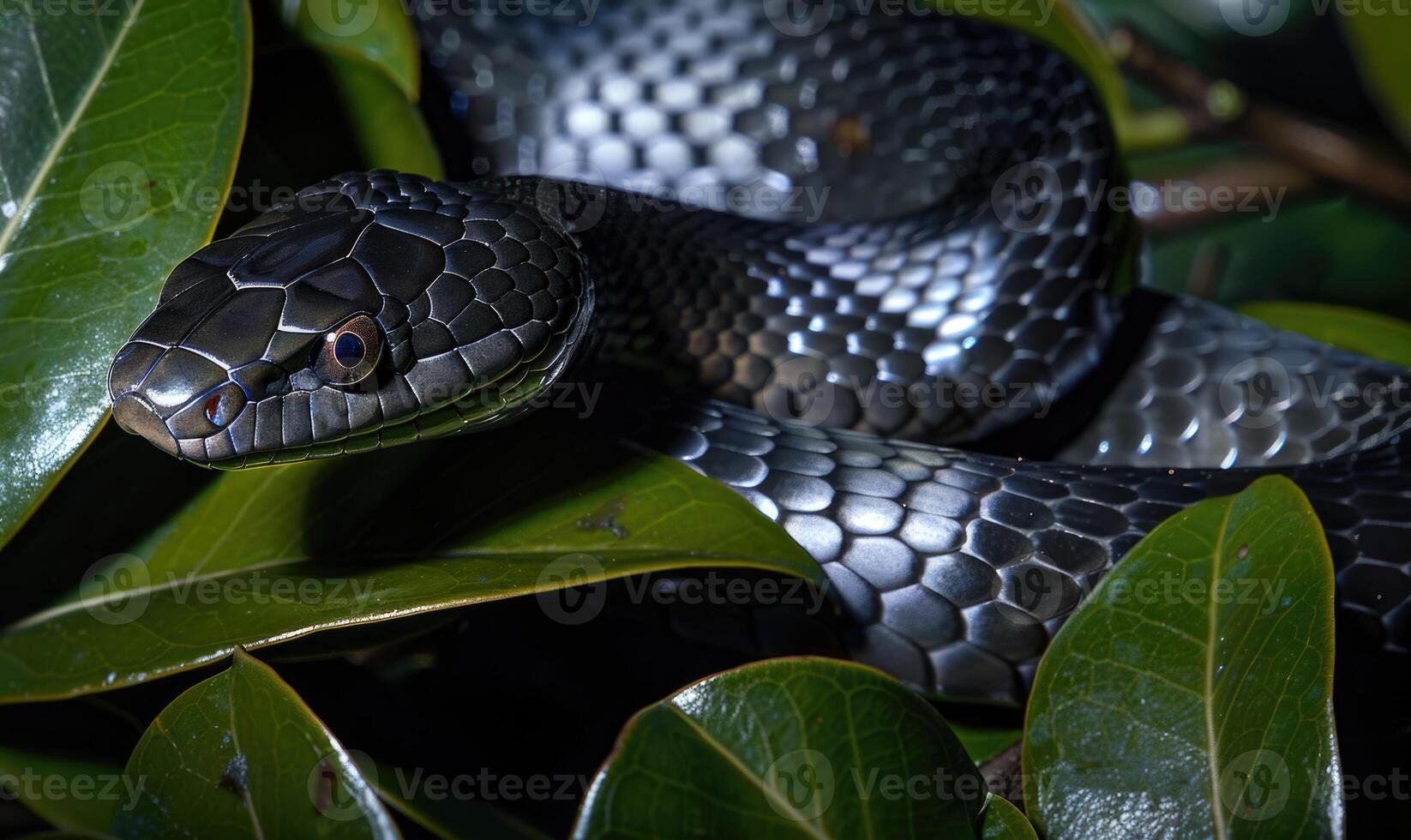 Eastern indigo snake on magnolia leaves photo