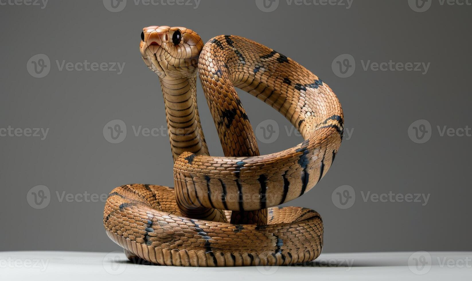 King cobra on neutral background photo