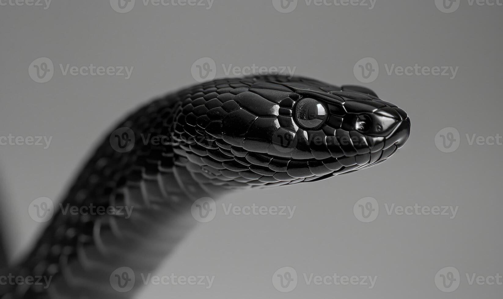 Black mamba on neutral gray background photo