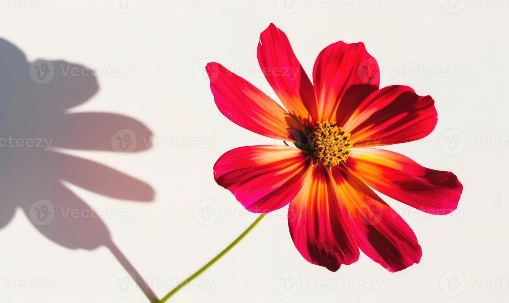 A vibrant cosmos flower against a backdrop of white, casting a striking shadow photo