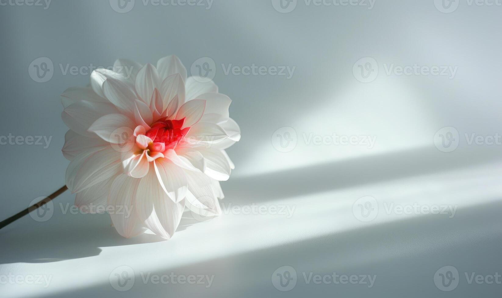 A single dahlia bloom on a pristine white surface, casting a captivating shadow photo