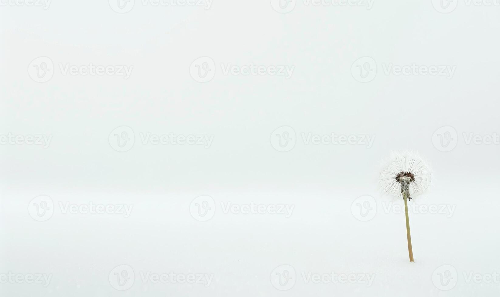 A white dandelion gently resting on a white background, purity photo