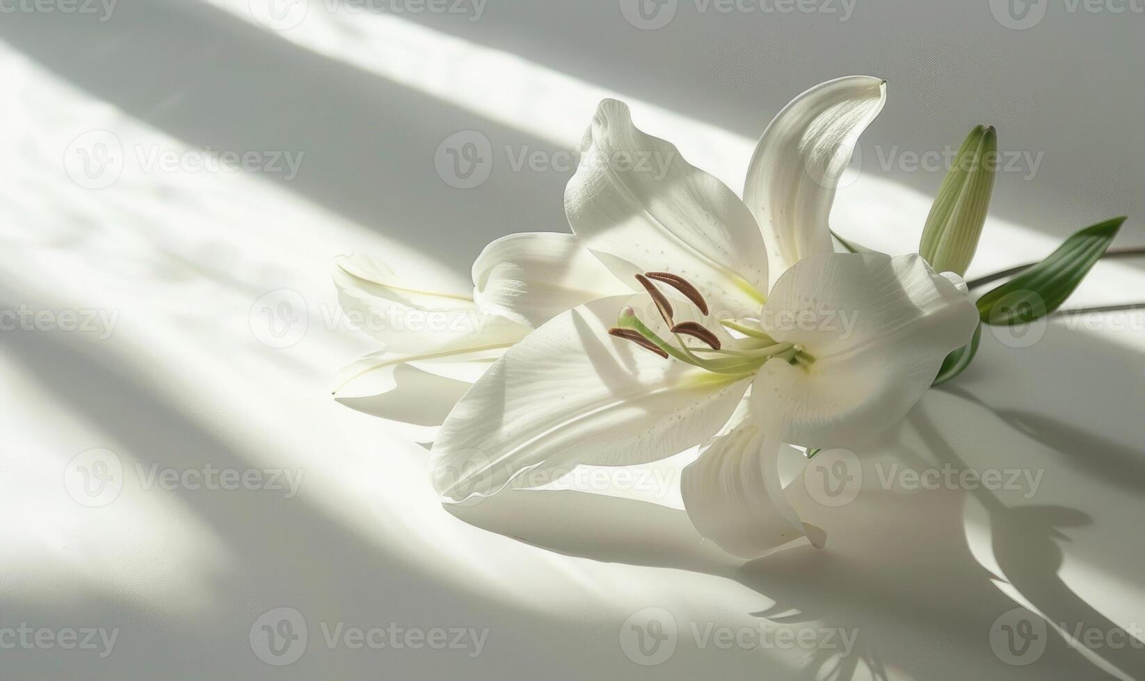A graceful lily on a pristine white surface, casting an elegant shadow photo
