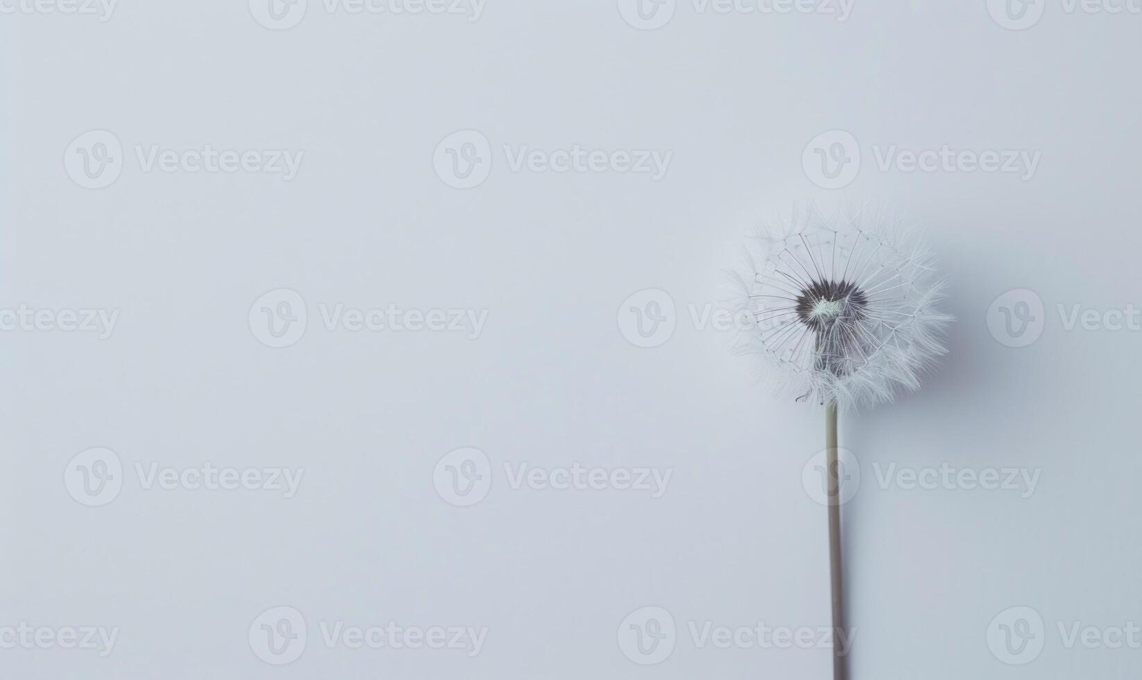A pristine white dandelion against a clean white background photo