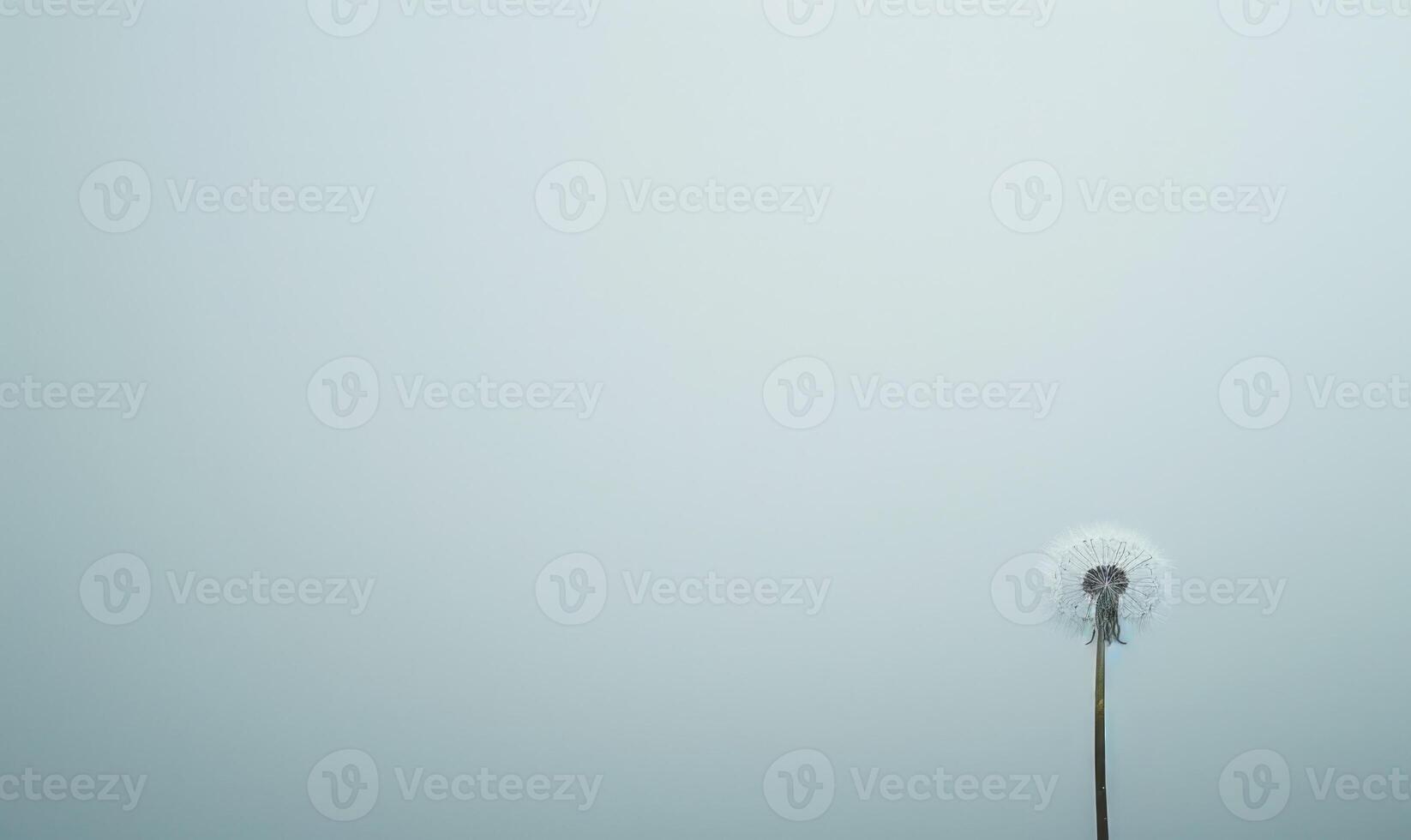 A lone white dandelion standing tall against a backdrop of white photo