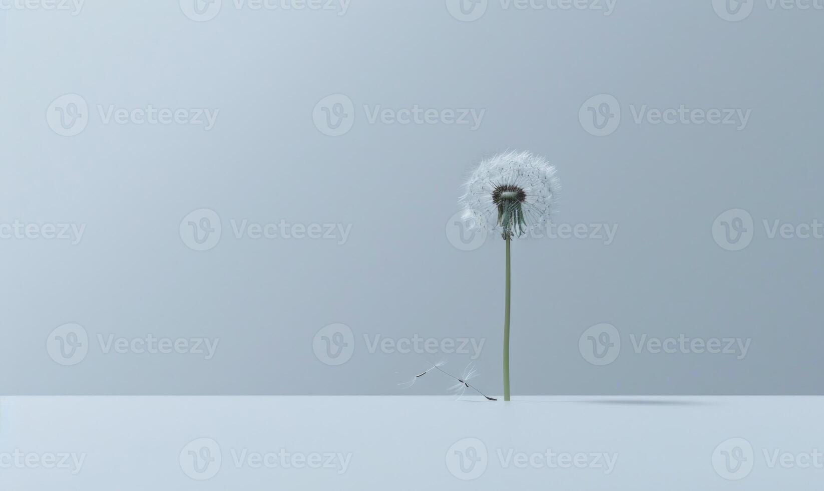 A lone white dandelion on a pure white surface photo