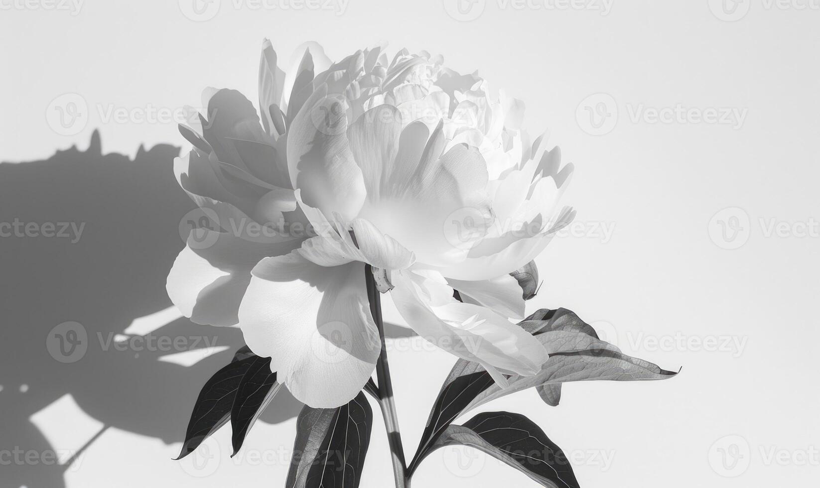 A white peony against a backdrop of white, casting a bold shadow photo