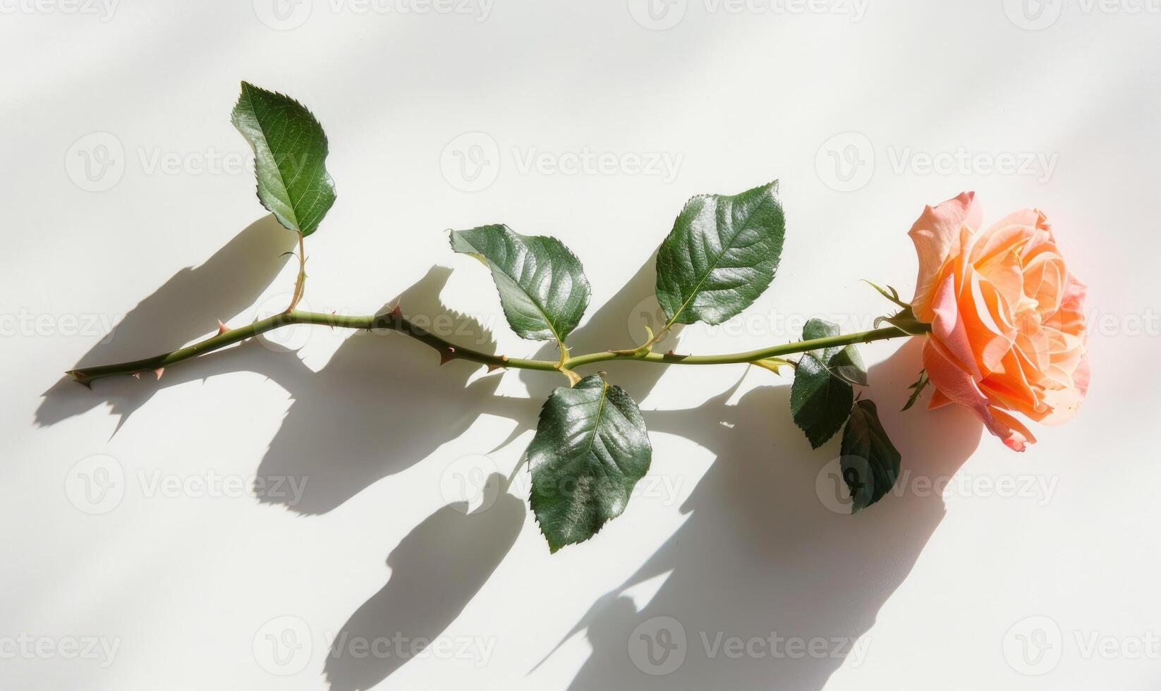 A single rose bloom on a clean white backdrop, casting a romantic shadow photo