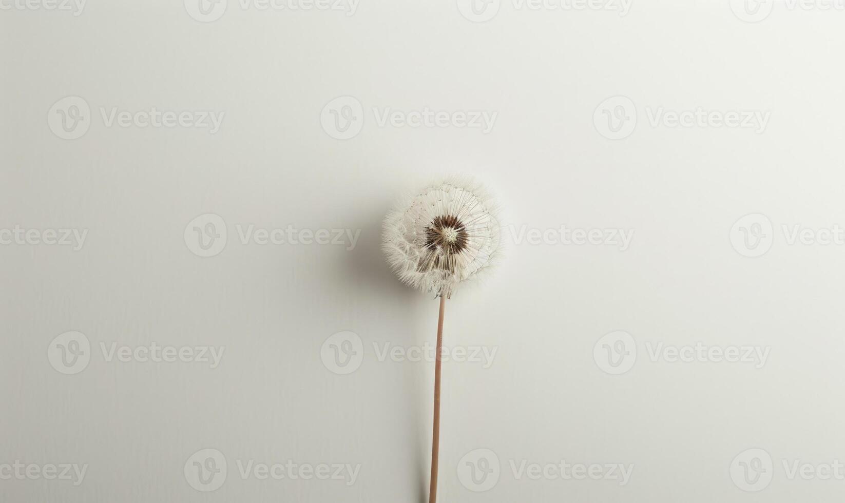 A white dandelion gently resting on a white background, purity photo