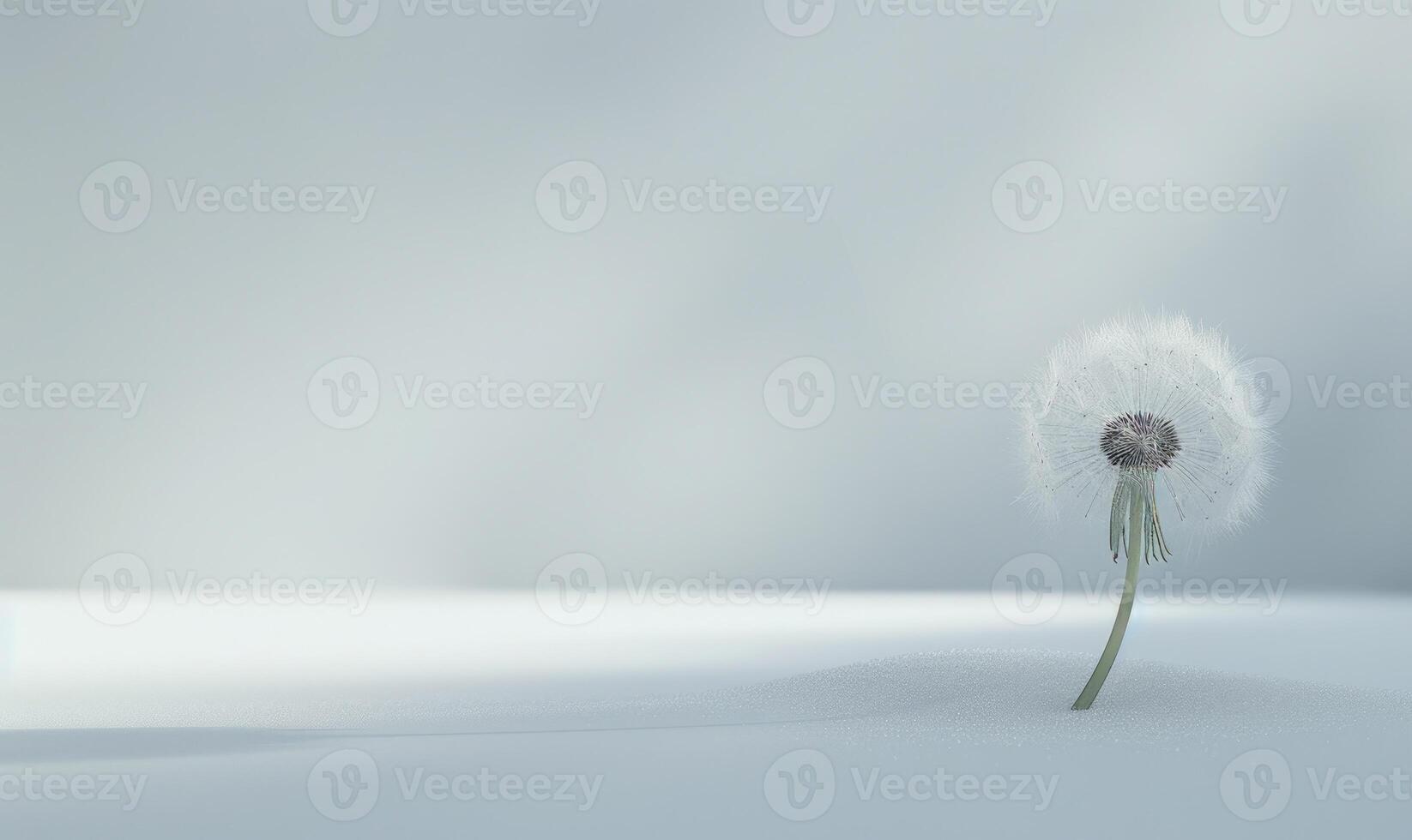 A white dandelion gracefully poised on a soft white surface photo