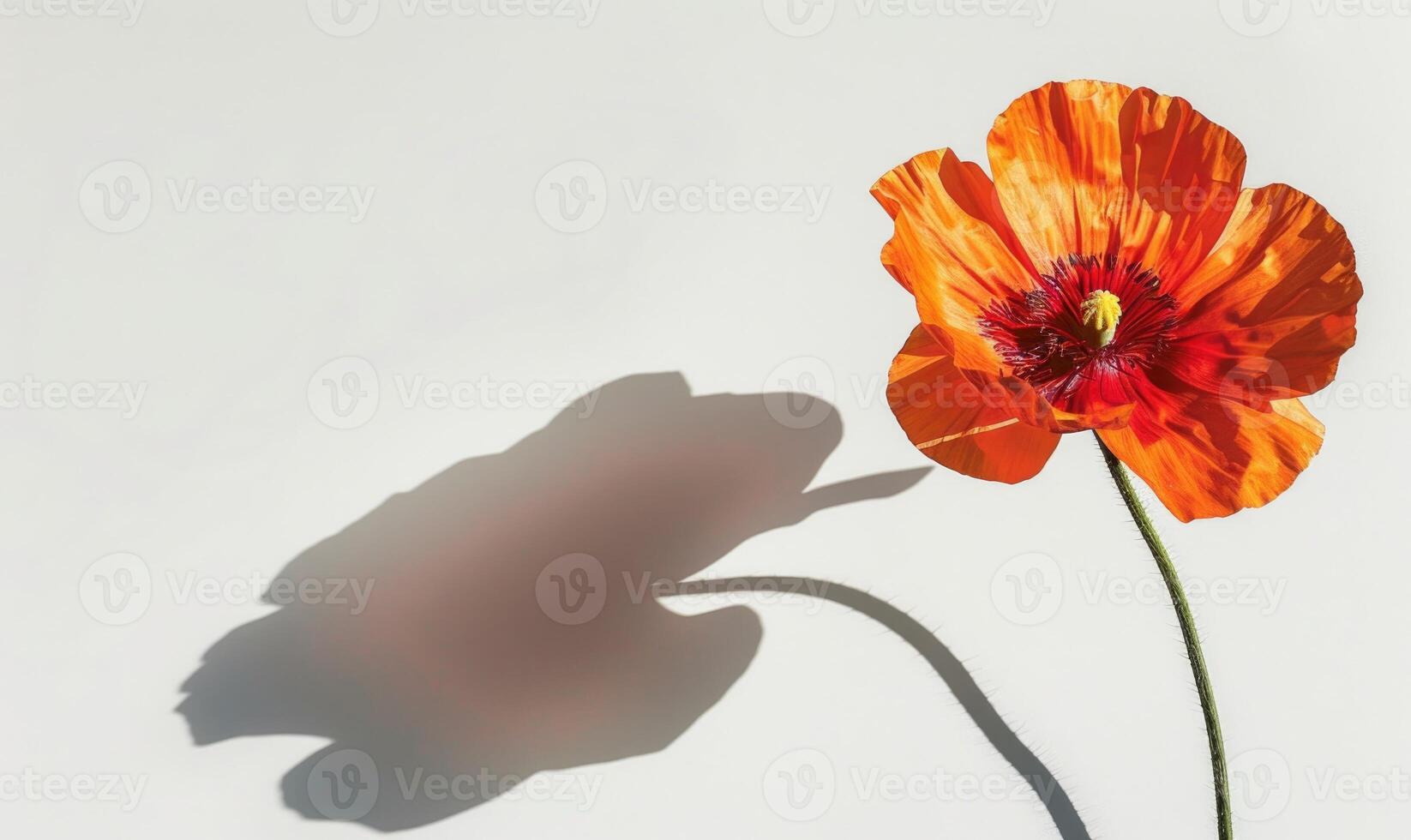 A vibrant poppy against a backdrop of white, casting a striking shadow, bold photo