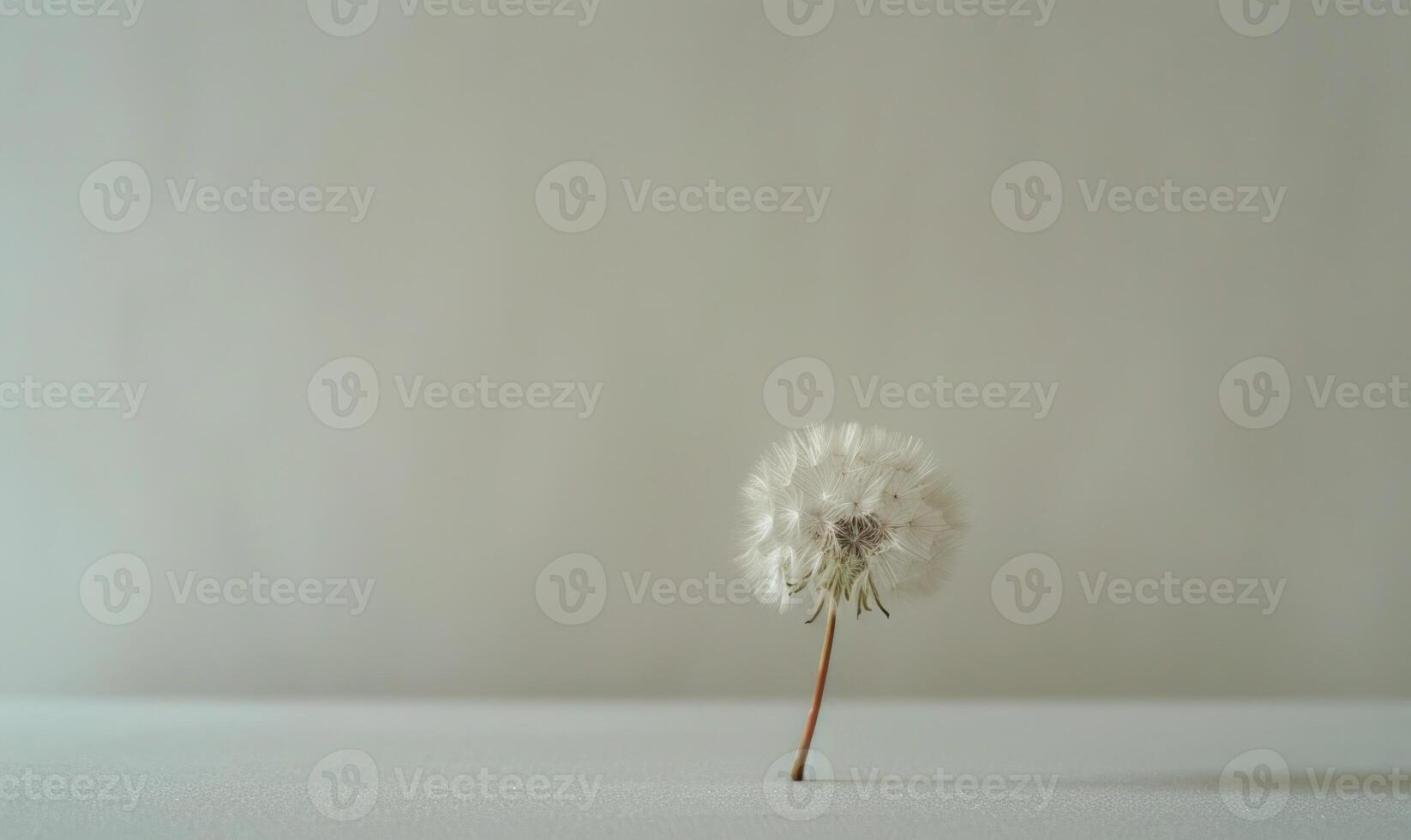 A white dandelion delicately placed on a soft white surface photo