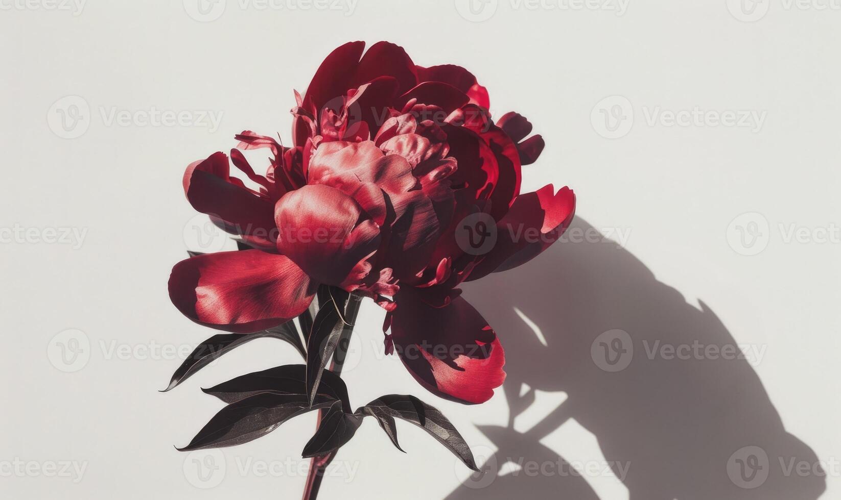 A red peony against a backdrop of white, casting a bold shadow photo