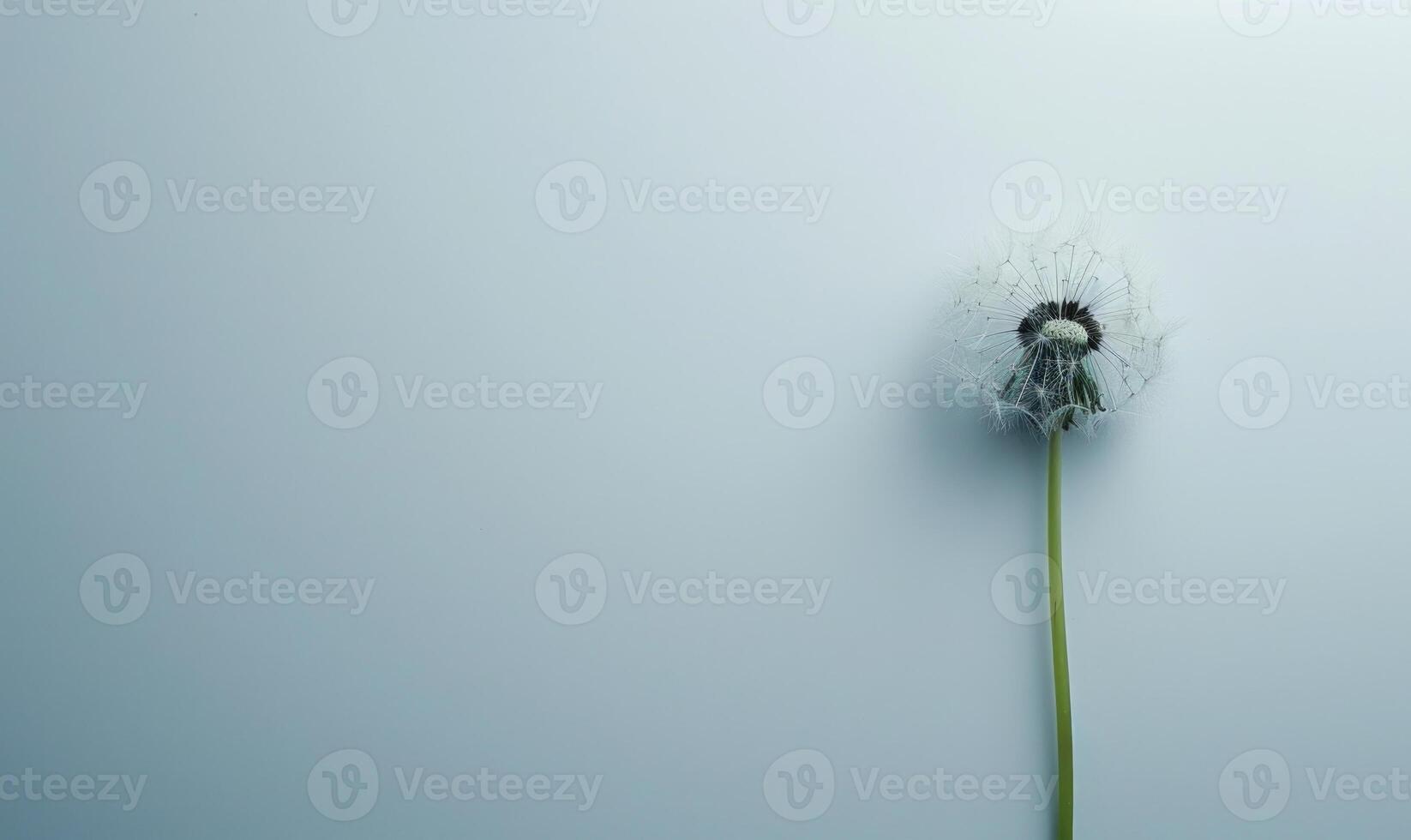 A white dandelion delicately placed on a white background photo
